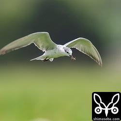 獲物のバッタを捕まえた。