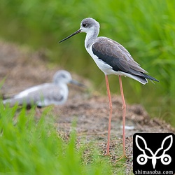 こちらのセイタカシギは第1回夏羽から第2回冬羽へ換羽中。