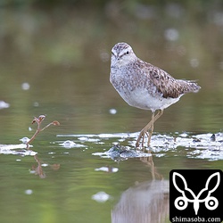 タカブシギ成鳥。夏羽から冬羽へ。