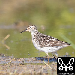 ウズラシギ成鳥。夏羽から冬羽へ換羽中。