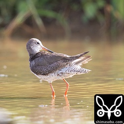 アカアシシギ成鳥。こちらも夏羽から冬羽へ変わっている最中です。
