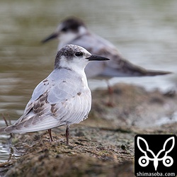 クロハラアジサシ幼羽から第1回冬羽へ。