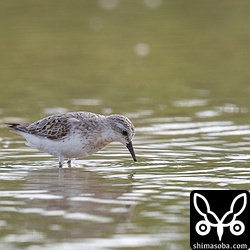 トウネン成鳥。夏羽から冬羽へ。