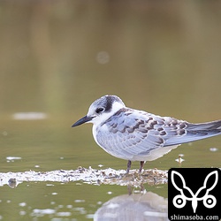 こちらも同じくクロハラアジサシ。幼羽から第1回冬羽へ衣替え中です。