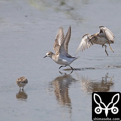トウネンを追い払うヒバリシギ。