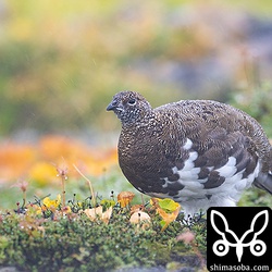 初めて見たライチョウは想像以上にでっぷりと太っていた。