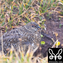 こちらは3羽の群れでいたライチョウのオス。