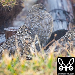 3羽のライチョウ。手前左がオスでほかはメス。