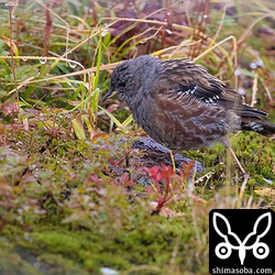 イワヒバリ成鳥。イワヒバリは数羽の群れで移動しながら雨の中、餌を拾っていた。