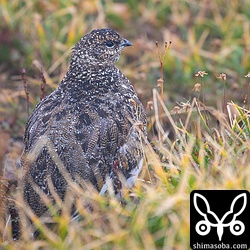 ライチョウのメス。