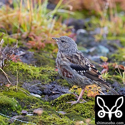 イワヒバリの幼鳥。成鳥に比べると全体的に淡い色合いでした。幼羽から第1回冬羽へ換羽中。
