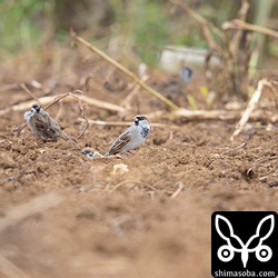こんな感じで数十羽のスズメの群れに混ざっていました。
