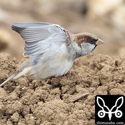 腋の下は白。こんな小さな翼でヨーロッパからやってきたのか?