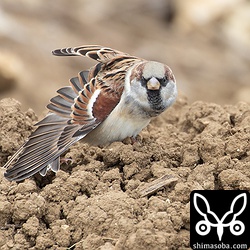 伸びをするイエスズメ。換羽が完全に終わっているのか美しい冬羽でした。