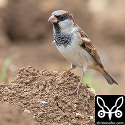 現場で双眼鏡で見てもなかなか違いを感じるのは難しいですが、写真で撮ったのをみると一目瞭然でイエスズメとスズメの違いが分かりますね。