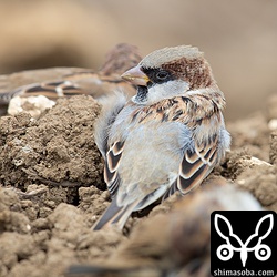 イエスズメは、スズメと比べるとかなり白っぽい印象でした。