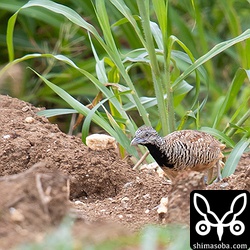 ミフウズラのメスも近くをうろついていました。