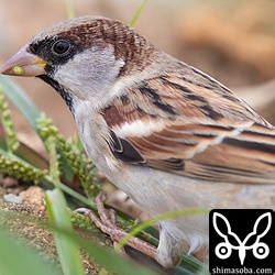 草の穂を足で押さえ込んで種を食っていました。