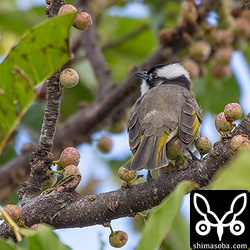 アコウの実に集まるシロガシラ。