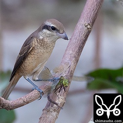 シマアカモズは、トンボの足は食いたくないようで、1本ずつ抜いて捨てていた。