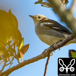 コムクドリの成鳥オス。ムクドリの群れに混ざっていた。