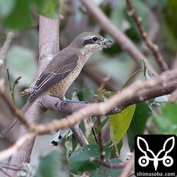 トンボの上半身を食いちぎって丸呑み。