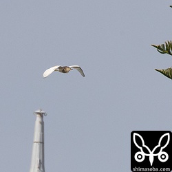遥か遠くを飛ぶアカガシラサギ。工業地帯でアカガシラサギに会えるとは思いませんでした。