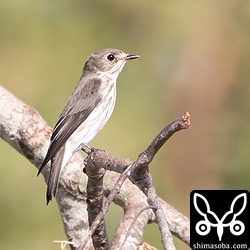 エゾビタキ成鳥。