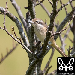 シマアカモズ幼鳥。