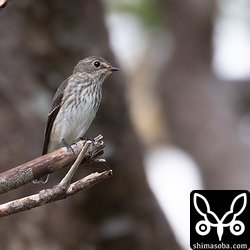エゾビタキ幼鳥。