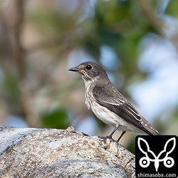 エゾビタキ幼鳥。