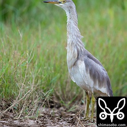 農家の人の動きを警戒するジャワアカガシラサギ。
