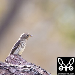 こちらも幼鳥。