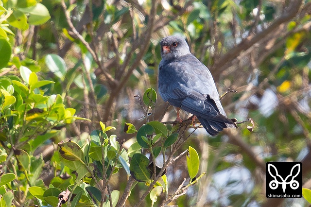 アカアシチョウゲンボウ