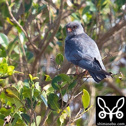 畑の真ん中のカジュマルで休むアカアシチョウゲンボウ。農家の人が車外に出ても逃げなかった。