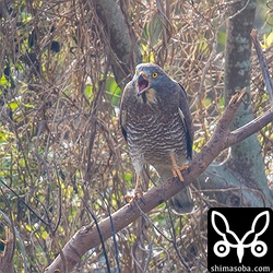 サシバのオス成鳥。他のサシバを追い払って威嚇していました。