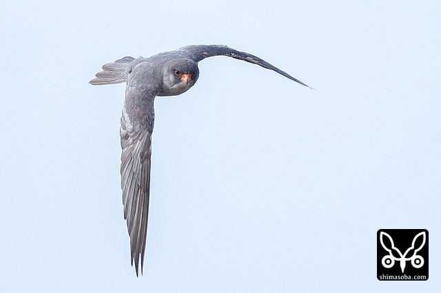 アカアシチョウゲンボウ