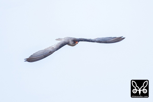 アカアシチョウゲンボウ
