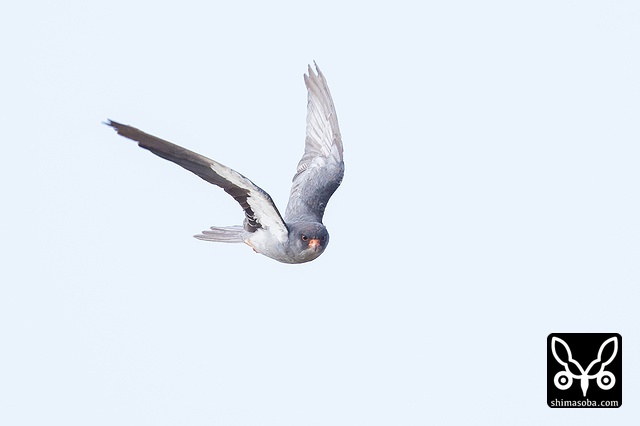 アカアシチョウゲンボウ