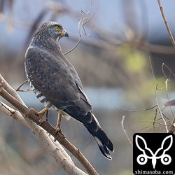 上の個体に追い払われた方のサシバ。農耕地に結構な密度でサシバがいました。渡り組と越冬組でしょうか。