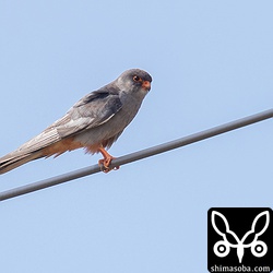 足から尻にかけては足と同じ朱色。爪は白色。