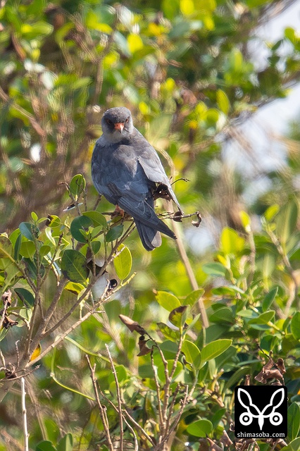 アカアシチョウゲンボウ