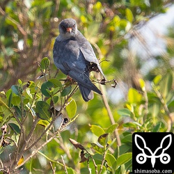大気が揺らいでぼやっとした写真を量産していましました。^^;