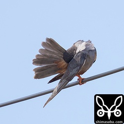 尾羽を広げた。尾羽はチョウゲンボウと同じ12枚か?