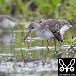 翼を怪我したアカアシシギ。