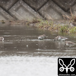 ハマシギが4羽の群れでいた。