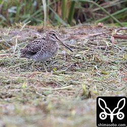 チュウジシギ。