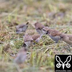 シマキンパラがたくさん集まっていた。