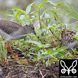 アカアシシギはタシギが追い出した獲物を横取りしていた。^^;
