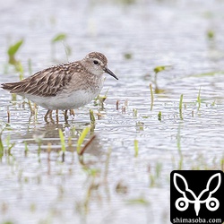 ヒバリシギ幼羽後期。